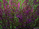 Judas tree